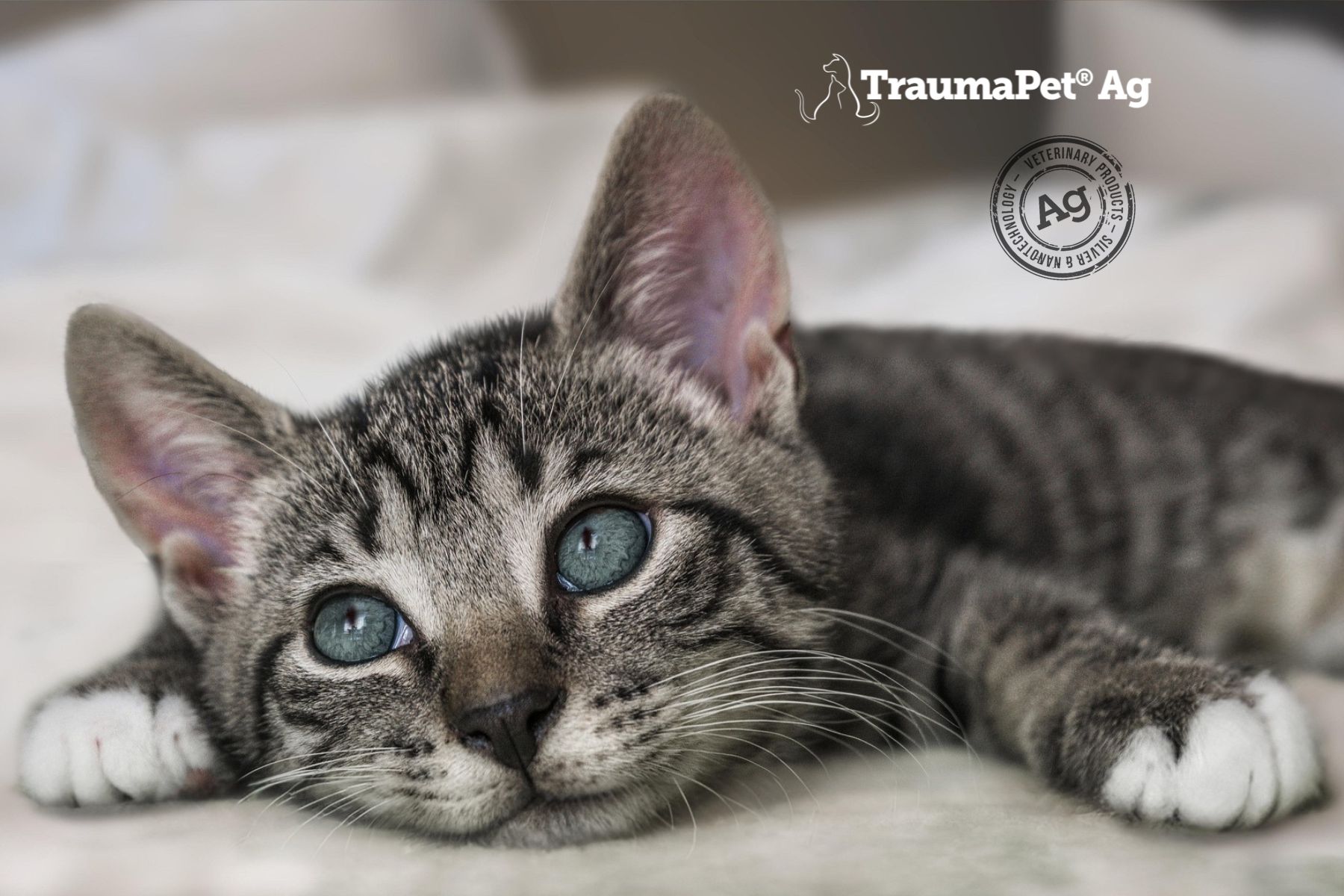 TraumaPet Oogdruppels met colloïdaal zilver voor honden, katten en paarden