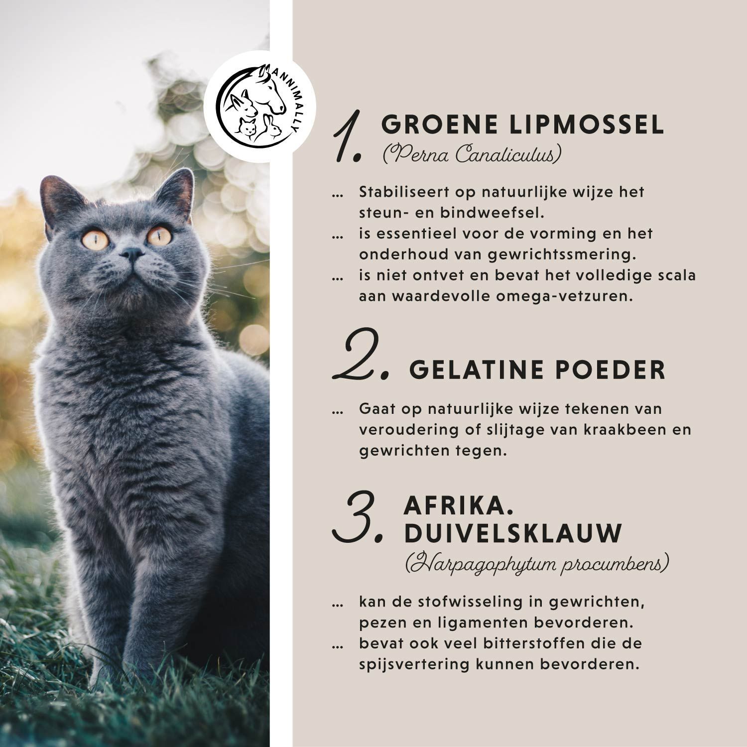 Tekst met ingrediënten. Kat met gele sjaal. Kurkuma, taurine. Twee andere katten.