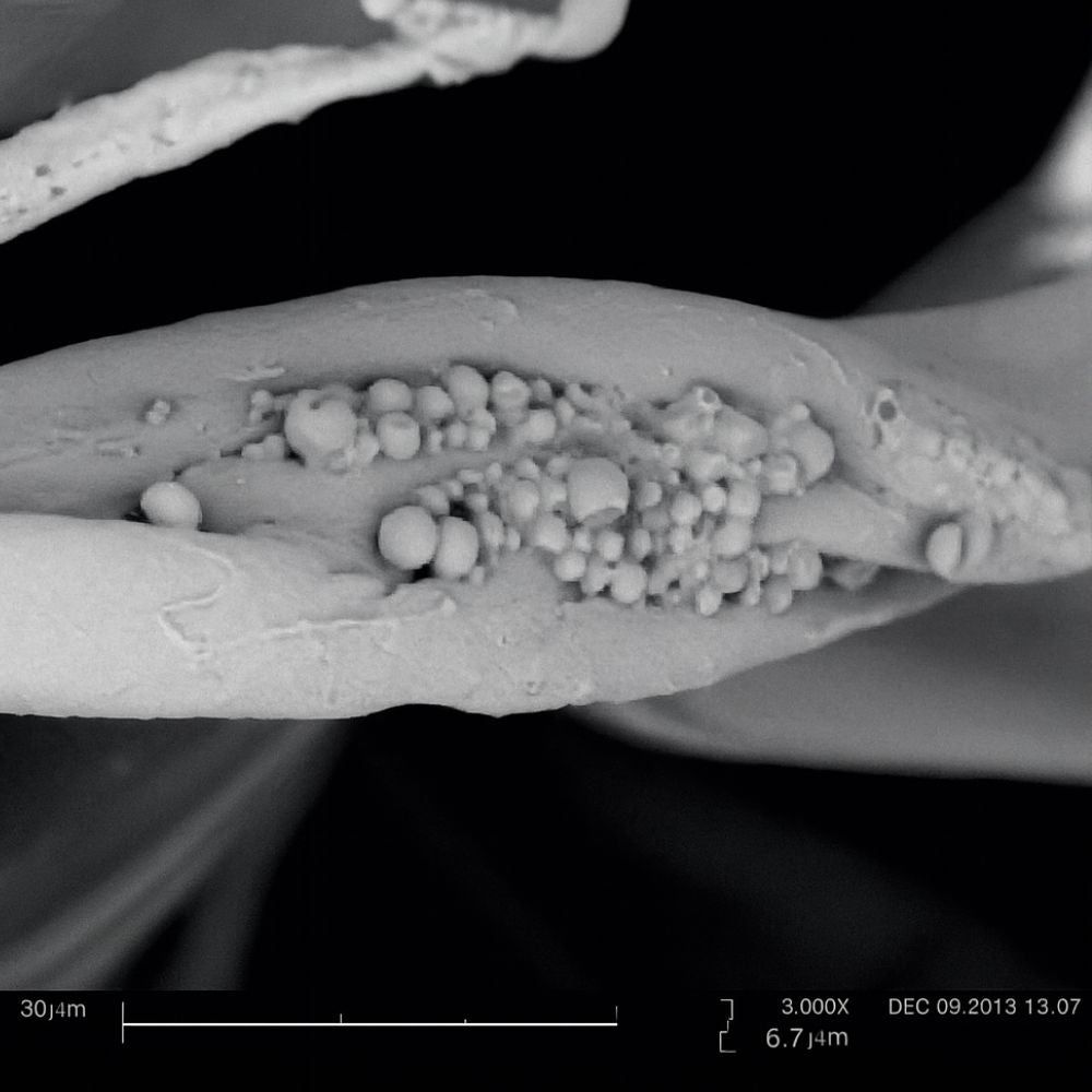 Microscopische close-up van vezels met kleine bolletjes. Grijstinten.