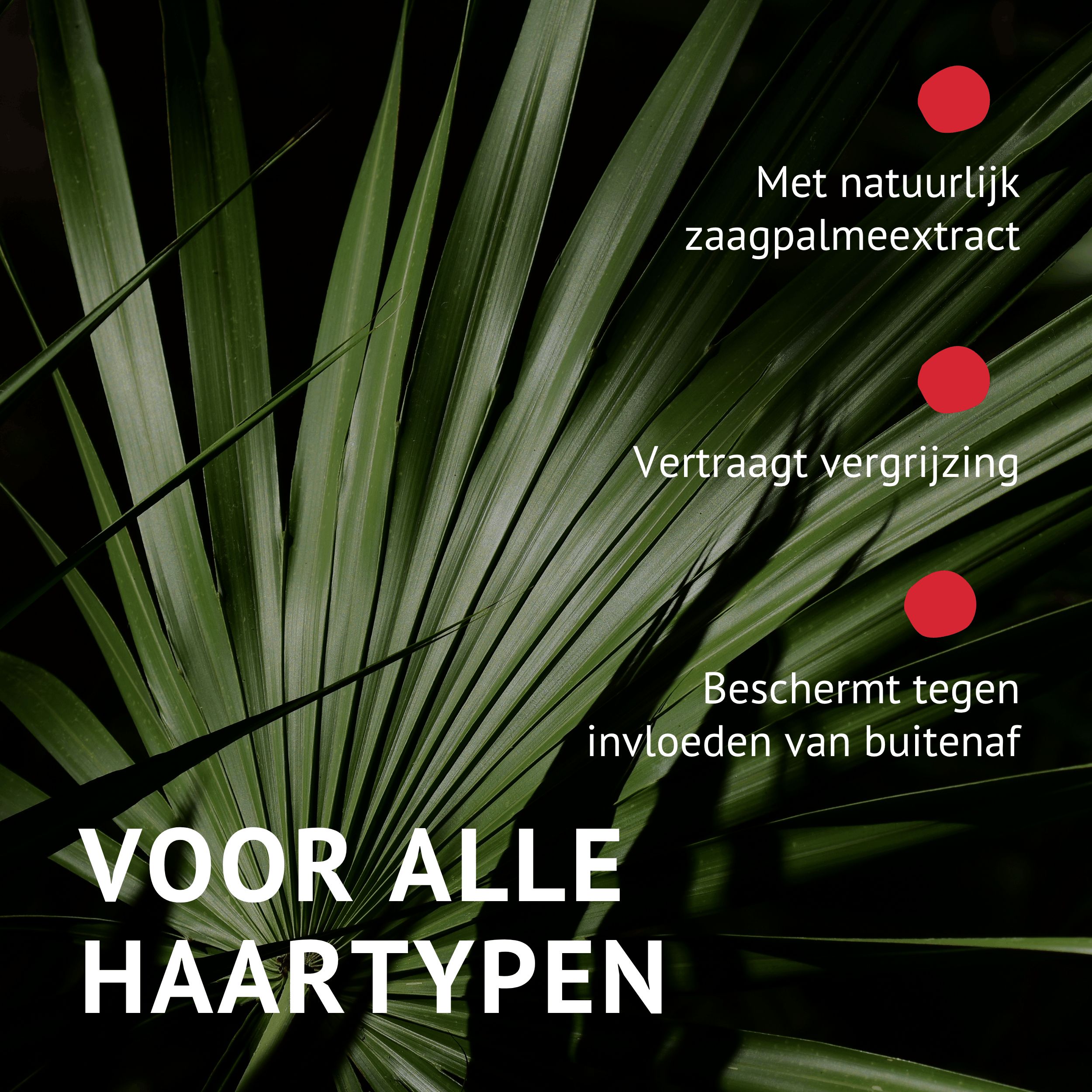 Groene achtergrond met zaagpalmblad. Tekst: Voor alle haartypes. Met zaagpalmextract. Vertraagt vergrijzing.