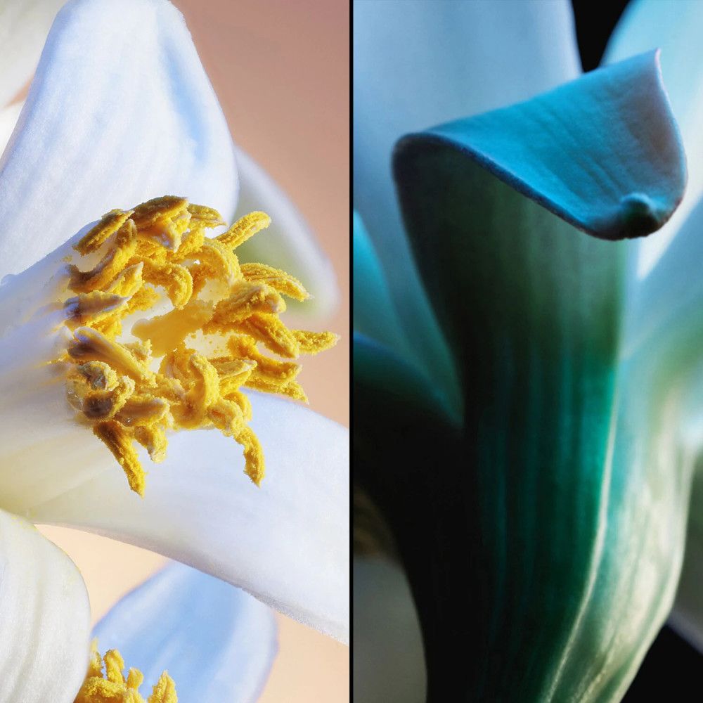 Gesplitste afbeelding van een witte bloem met gele meeldraden en een bloem met blauwgroene bloemblaadjes.