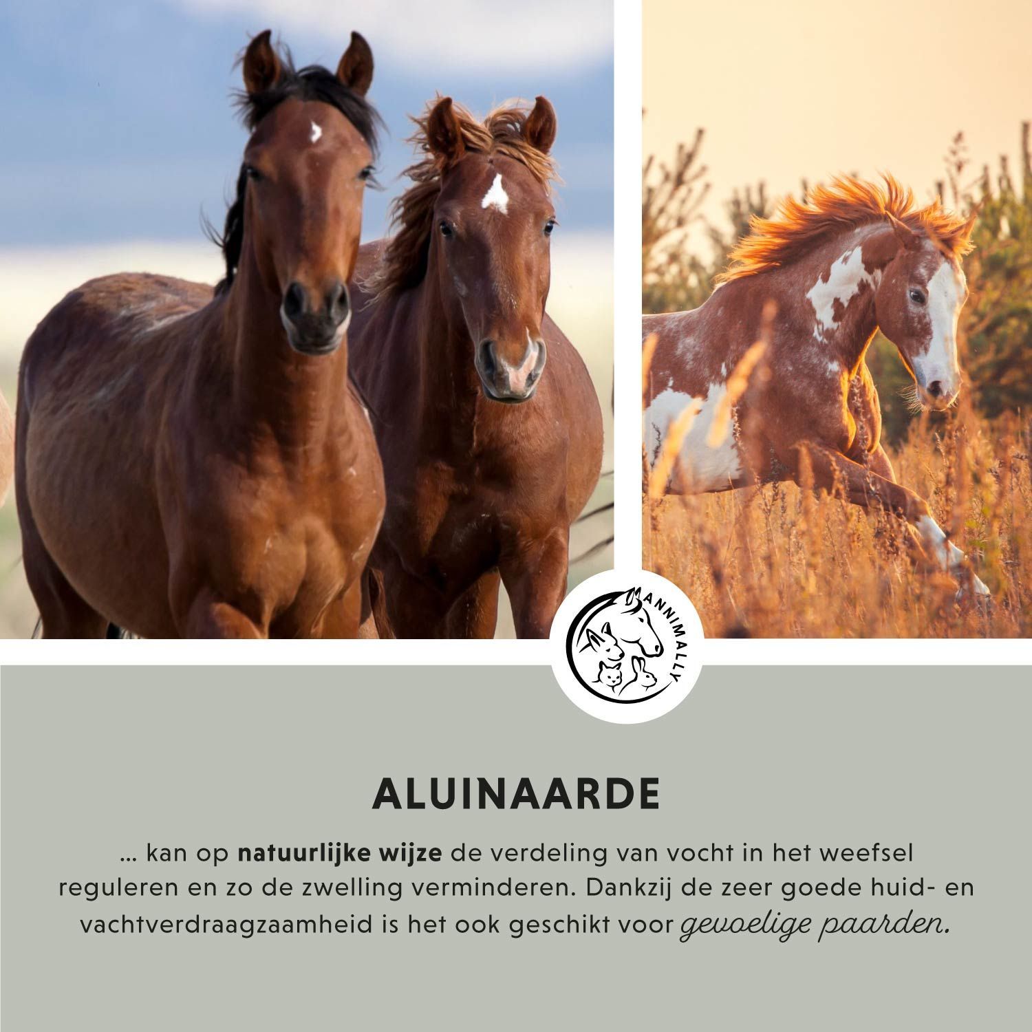 Collage met paarden. Tekst: Aluinarde. Tekst over de regulering van vocht. Logo Annimally.