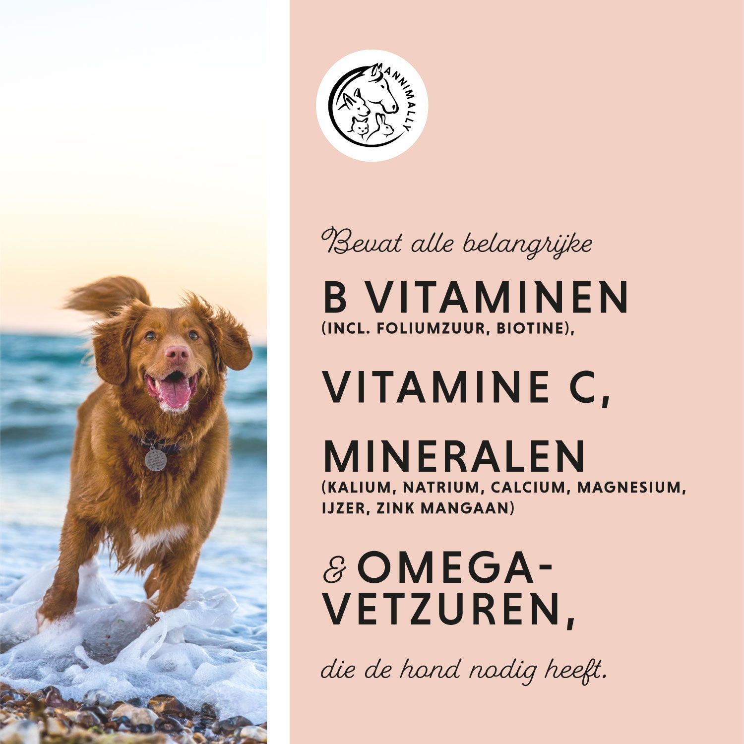 Hond op het strand. Tekst: Bevat B-vitaminen, vitamine C, mineralen & omega-vetzuren. Logo met hond, kat en paard.