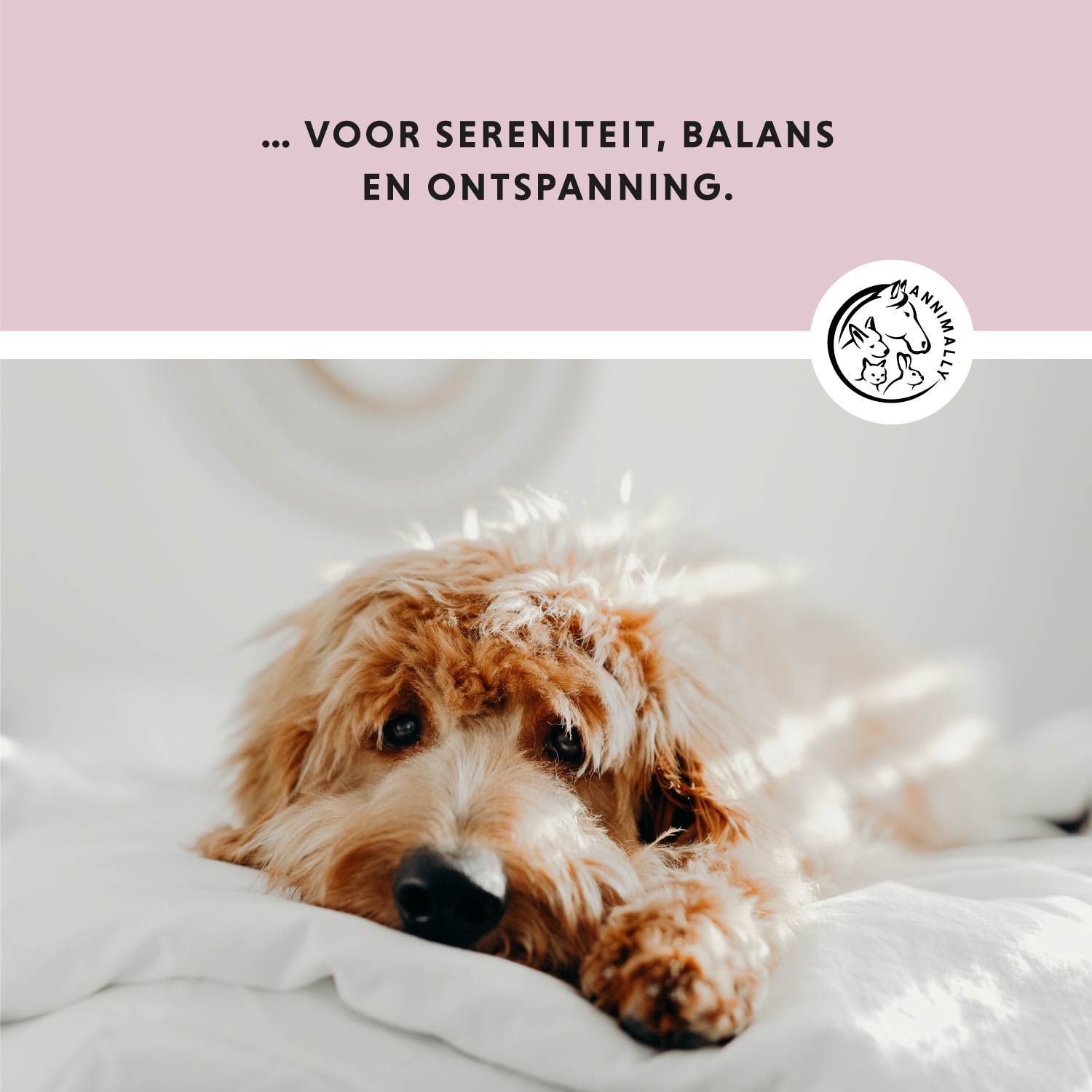 Roze achtergrond met tekst. Dierenlogo. Tekst: Comp. RELAJANTES - VOOR HONDEN - Gemaakt in Duitsland!