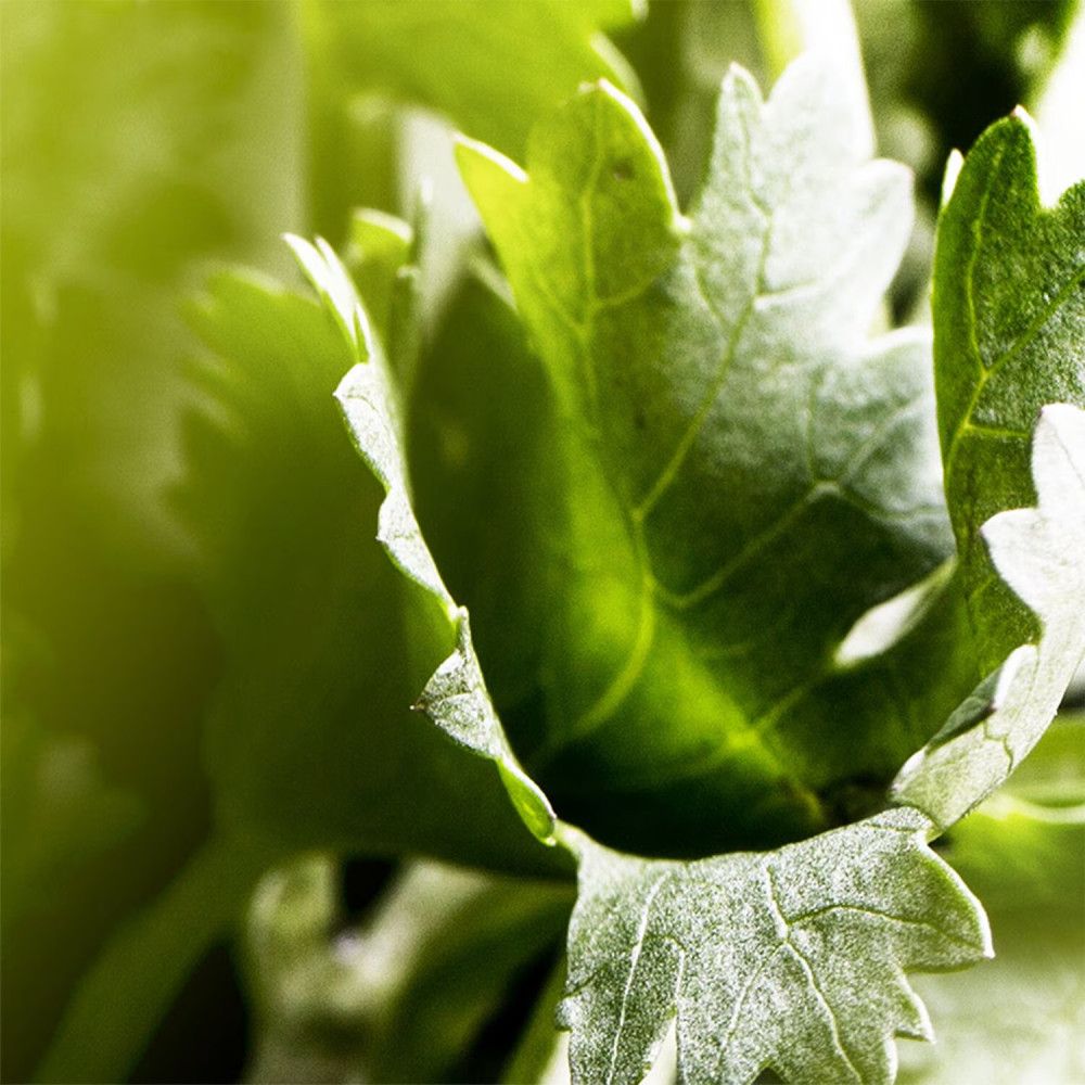 Close-up van groene bladeren met gedetailleerde textuur.