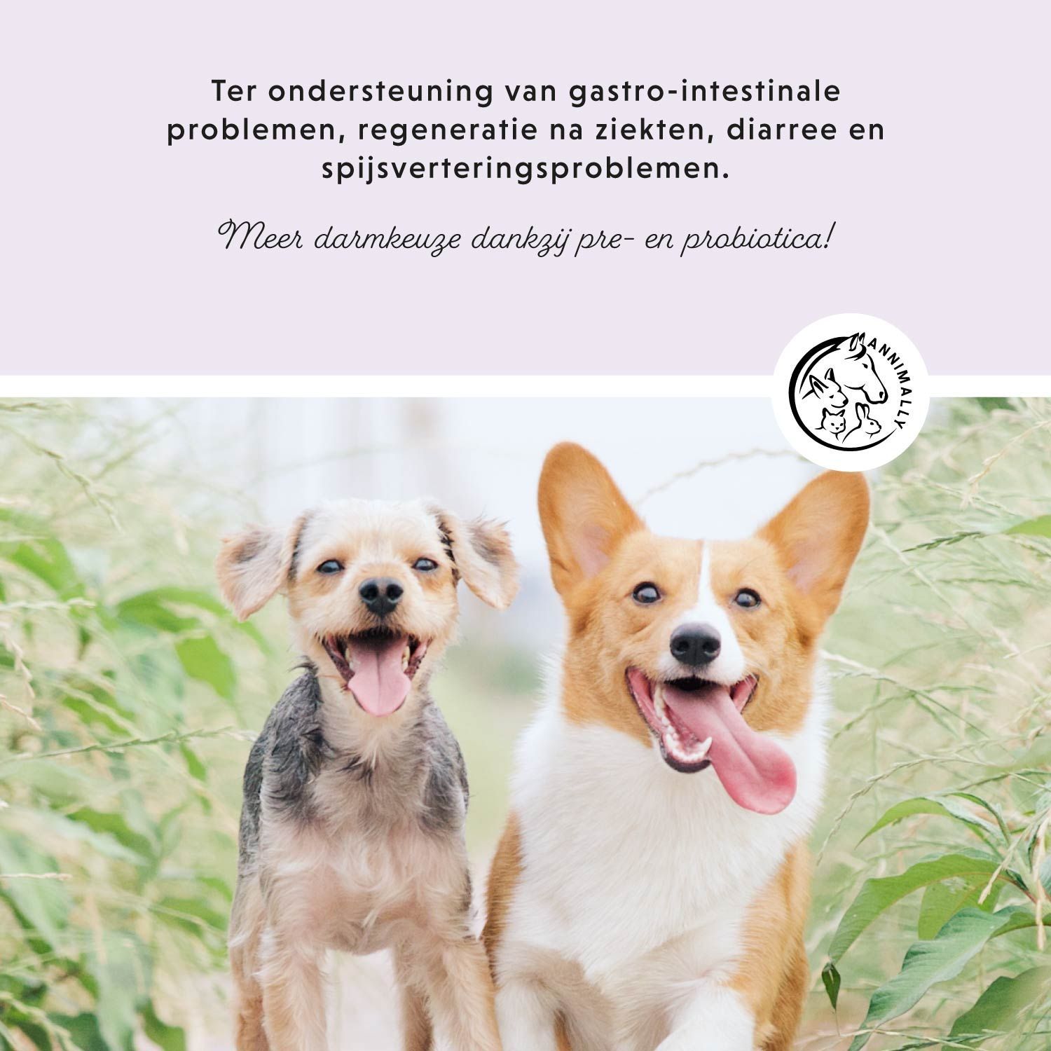 Twee honden met tekst: Ter ondersteuning van gastro-intestinale problemen. Meer darmkeuze dankzij pre- en probiotica!