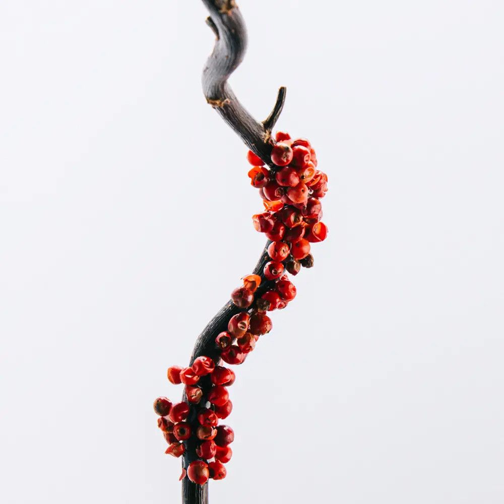 Branche avec baies rouges. Les baies sont disposées près de la branche.