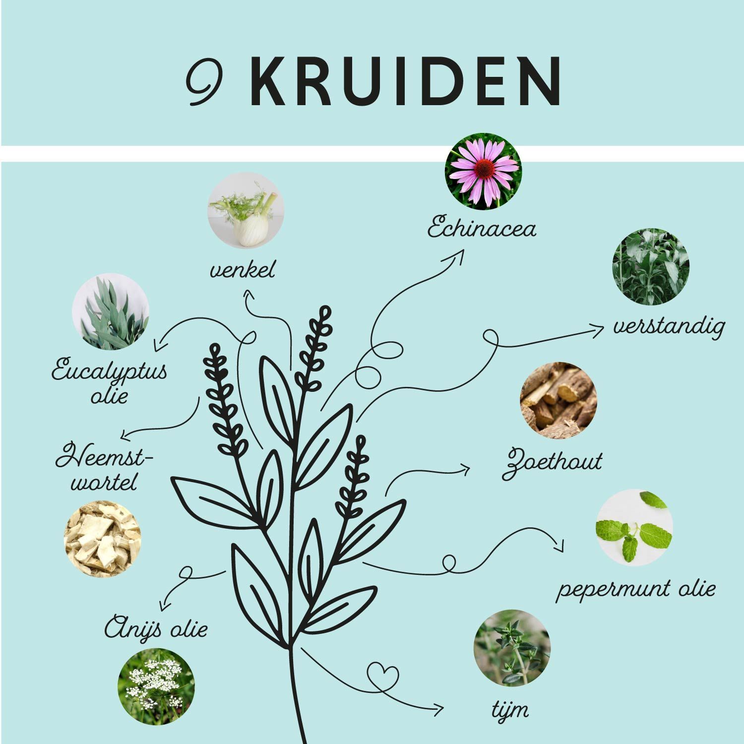 Grafiek met 9 kruiden. Namen: Venkel, Echinacea, Salie, Eucalyptusolie, Zoethout, Anijsolie, Pepermuntolie, Tijm.