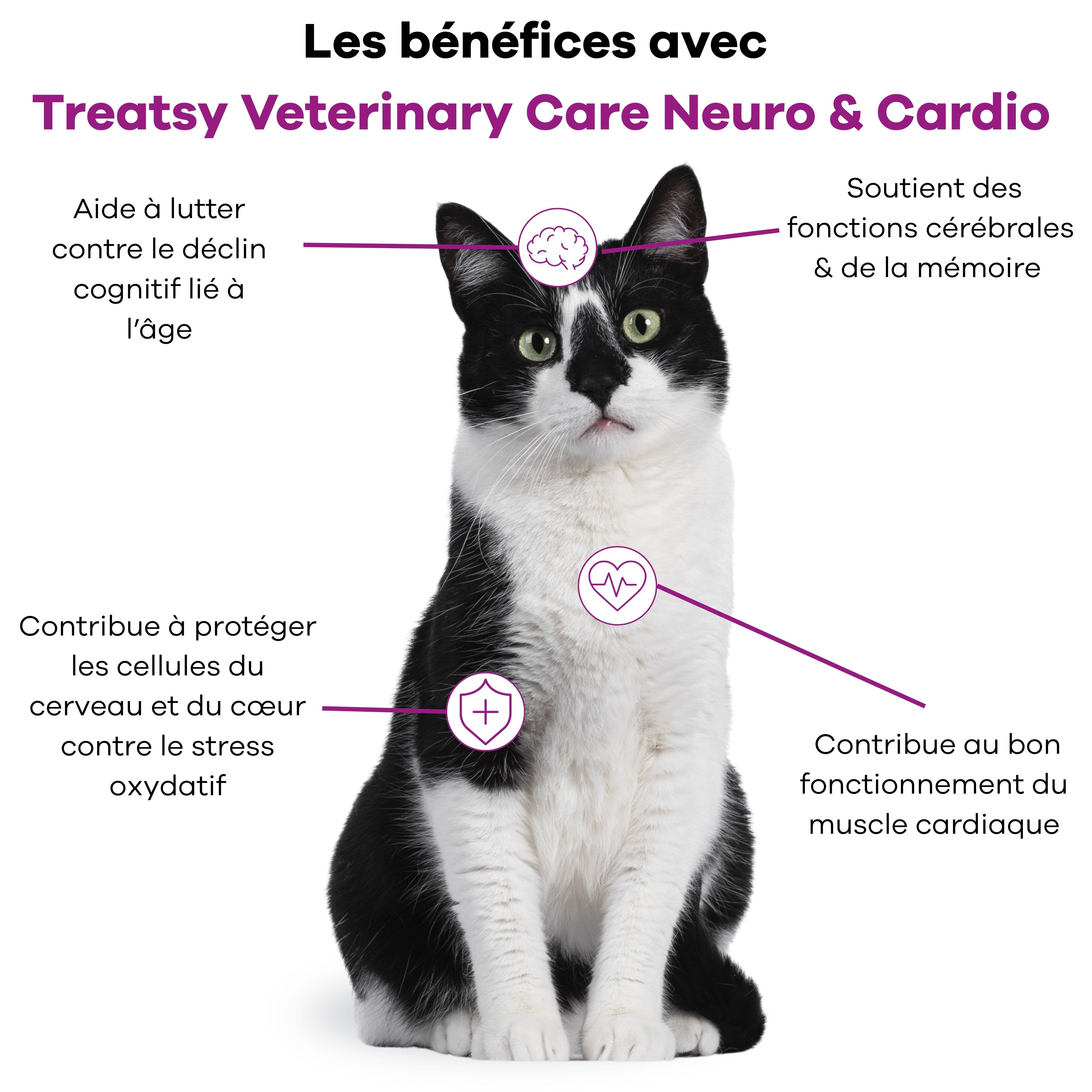 Chat avec diagramme. Avantages de Treatsy Veterinary Care Neuro & Cardio. Texte et symboles pour le cerveau et le cœur.