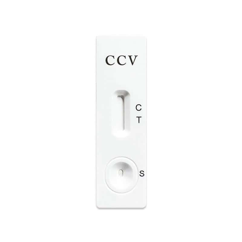 Une seule bandelette de test rapide d'antigène pour chien avec "CCV" et champs de test.