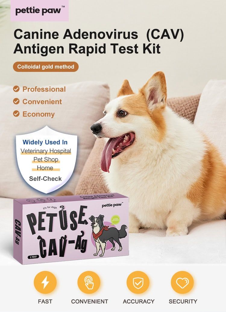 Chien assis à côté de l'emballage du test rapide d'antigène adénovirus canin. "PETUSE CAV-Ag" et illustration de chien visibles.