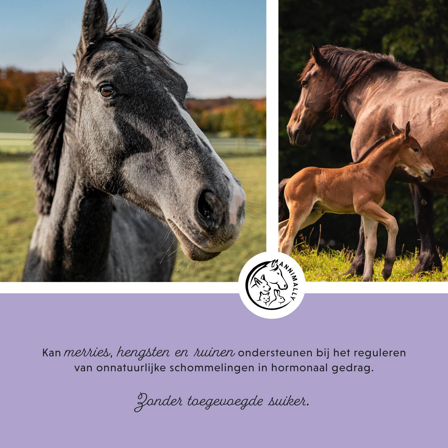 Drie paarden op een afbeelding. Annimally logo. Tekst: Kan merries, hengsten en ruinen ondersteunen. Zonder toegevoegde suiker.