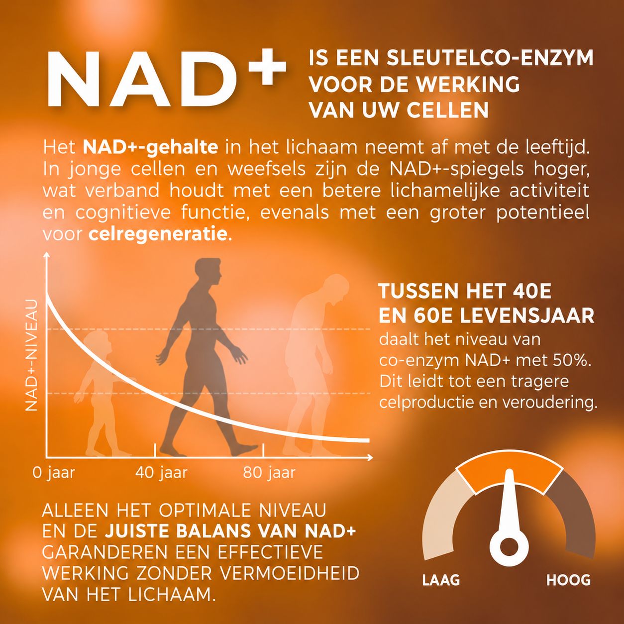 Infographic legt NAD+ uit als sleutelco-enzym voor celwerking en veroudering, met grafiek van NAD+-niveau door de levensloop.