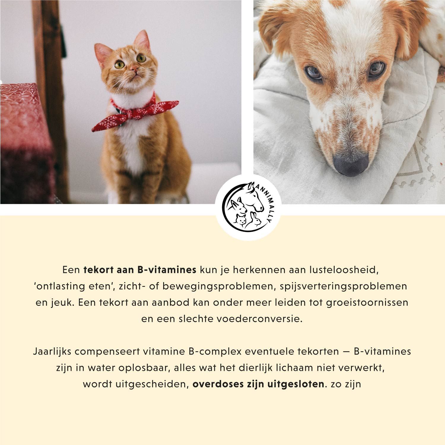 Kat en hond. Tekst over tekort aan B-vitaminen. Logo met hond, kat en paard.