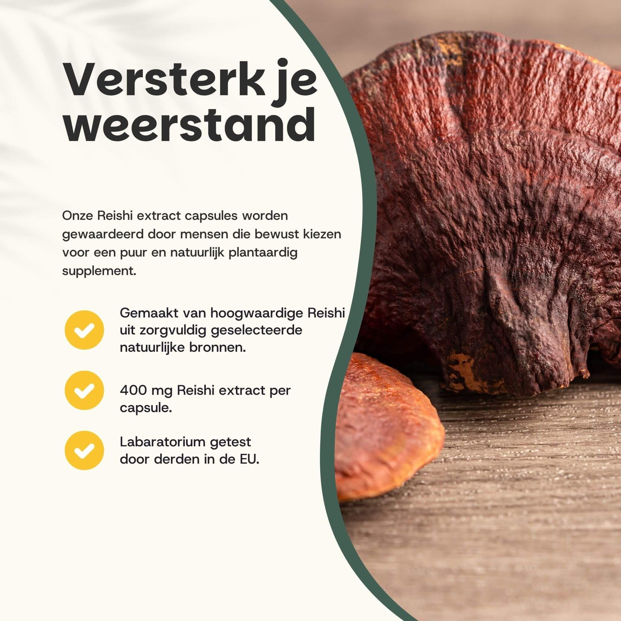 Reishi extract capsules. 400 mg per capsule. Getest in de EU. Reishi paddestoel en tekst.