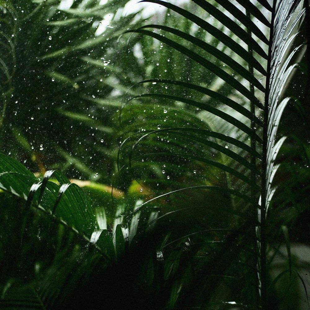Groene bladeren en waterdruppels die frisheid en natuurlijke ingrediënten symboliseren.