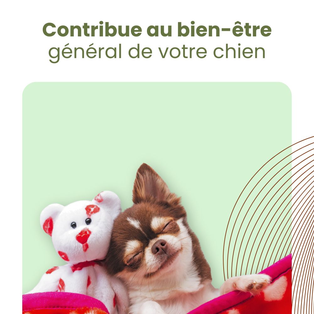 Un chien détendu sur une couverture avec un ours en peluche. Texte : Contribue au bien-être de votre chien.