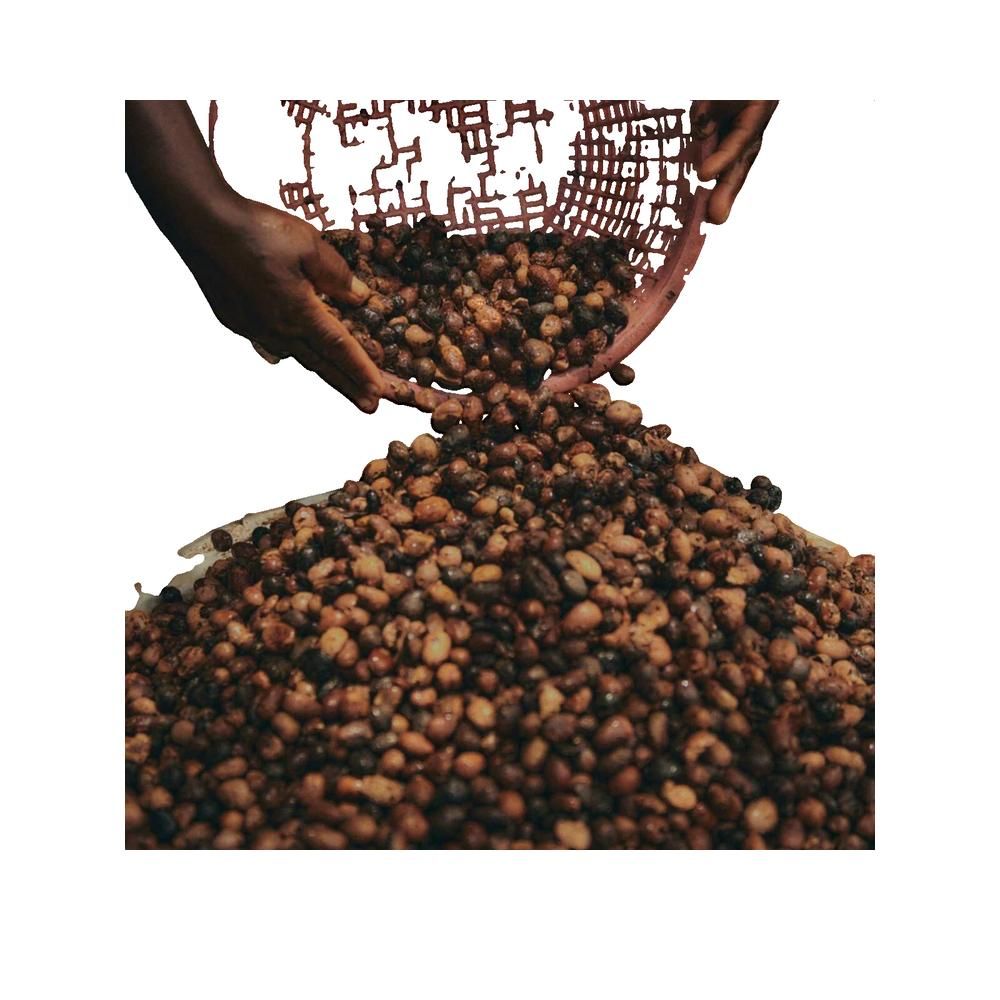 Mains versant des noix de karité d'un panier. Les noix sont brunes et reposent sur une surface.