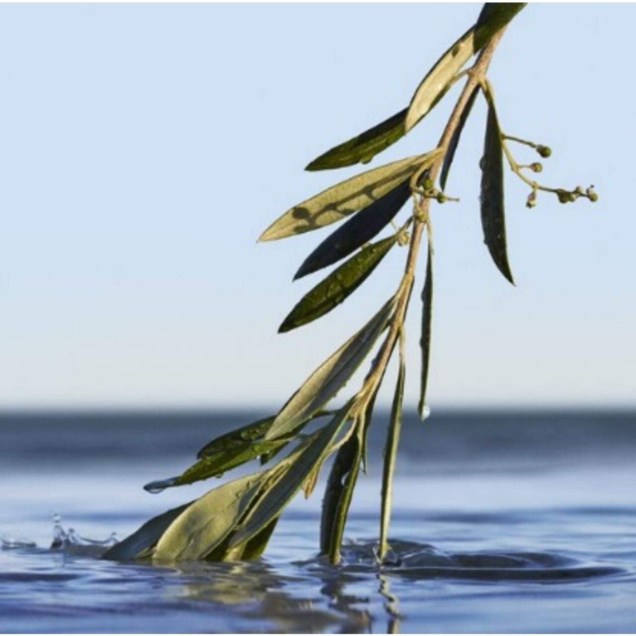Branche avec feuilles dans l'eau. Feuilles vertes, partiellement sous l'eau.