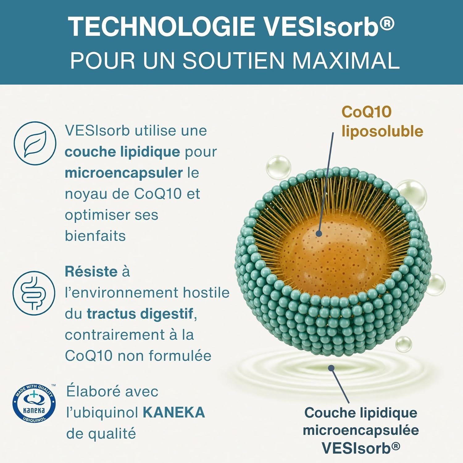 Schéma de la technologie VESIsorb pour la micro-encapsulation de CoQ10.