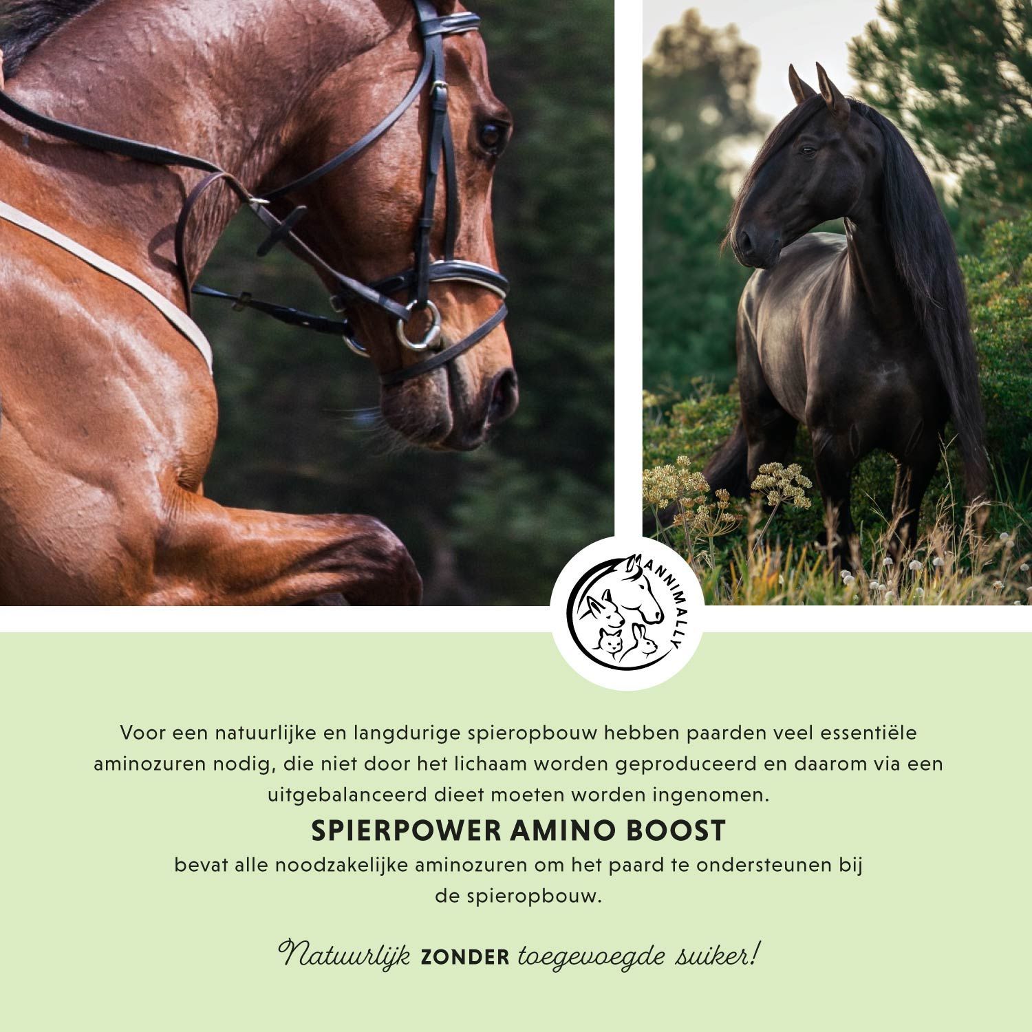 Paarden. Tekst: Spierpower Amino Boost. Natuurlijk zonder toegevoegde suiker!