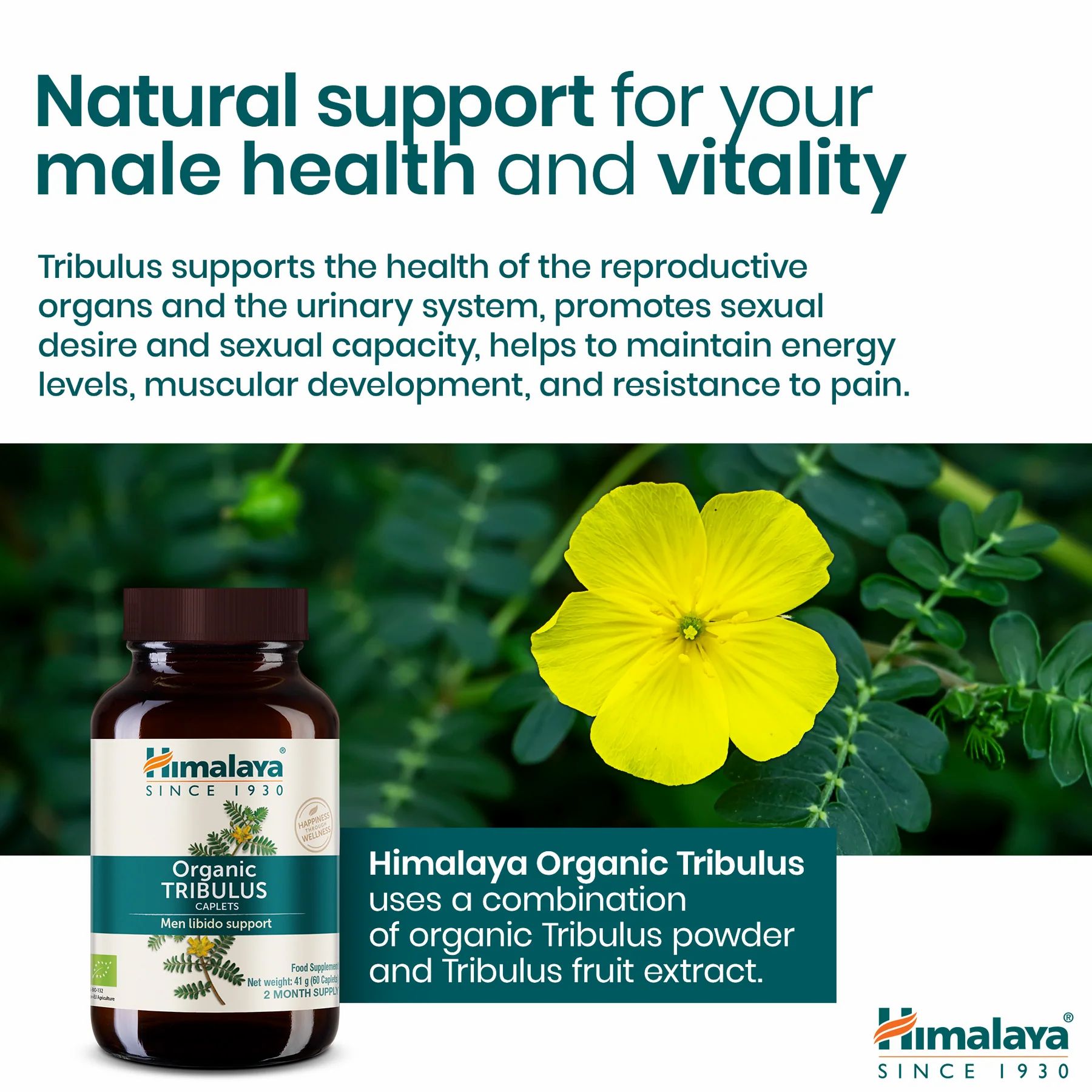 Fles Himalaya Organic Tribulus naast een gele bloem. Tekst: Natuurlijke ondersteuning voor de mannelijke gezondheid en vitaliteit.