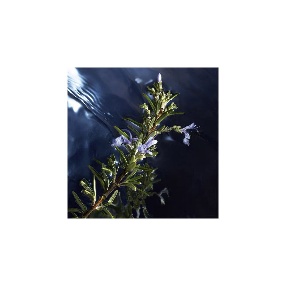 Tak met groene bladeren en paarse bloemen in water. Donkerblauwe achtergrond.