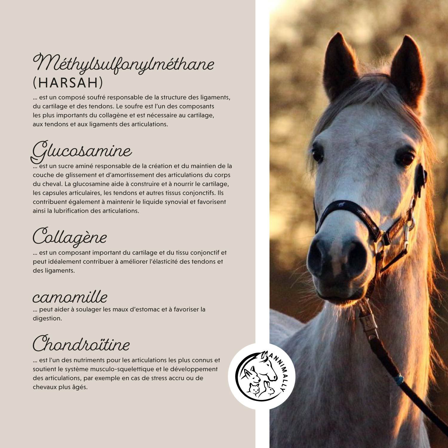 Cheval avec licou. Texte: Ingrédients. Logo. MSM, Glucosamine, Collagène, Camomille, Chondroïtine.