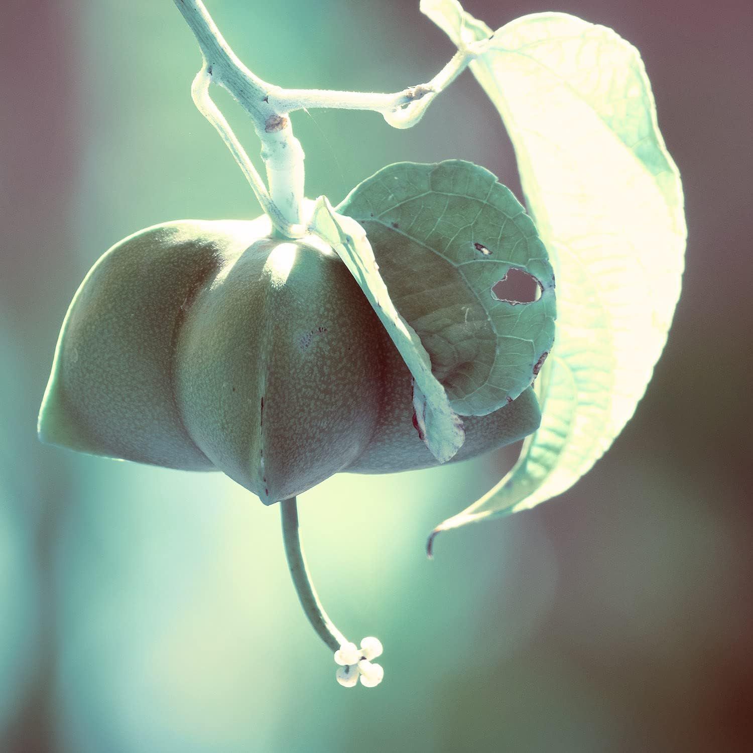 Groene fruitcapsule met bladeren, hangend aan een tak.