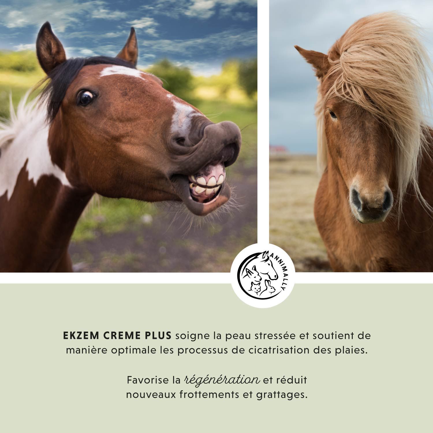 Deux têtes de chevaux. Texte sur fond vert. Texte : Soin pour peaux stressées et favorise la cicatrisation.