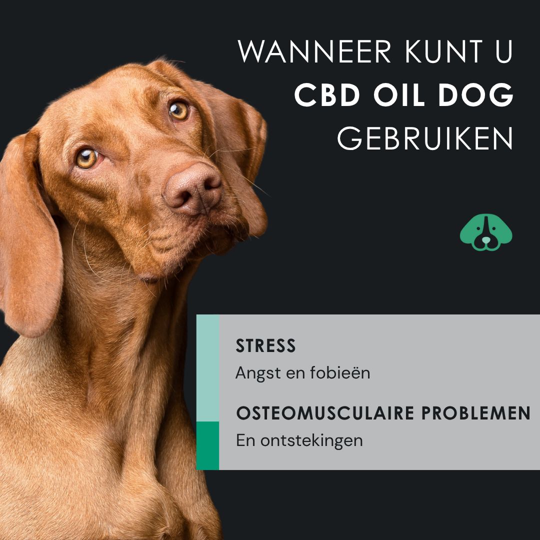 Een hond met tekst. Tekst: Wanneer kunt u CBD OIL DOG gebruiken? Stress, osteomusculaire problemen.
