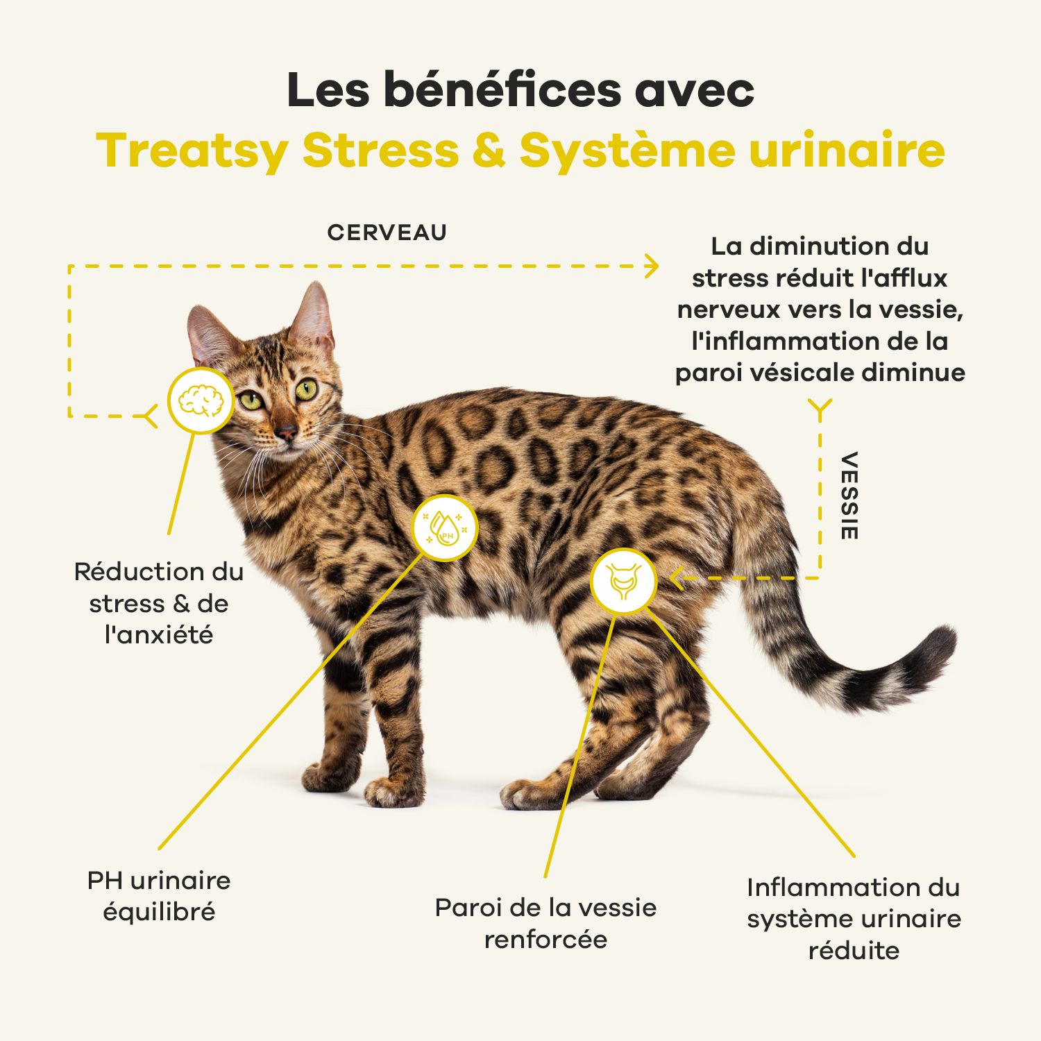 Boîte jaune « Treatsy Stress & Urinary ». Friandises marron et autocollants.