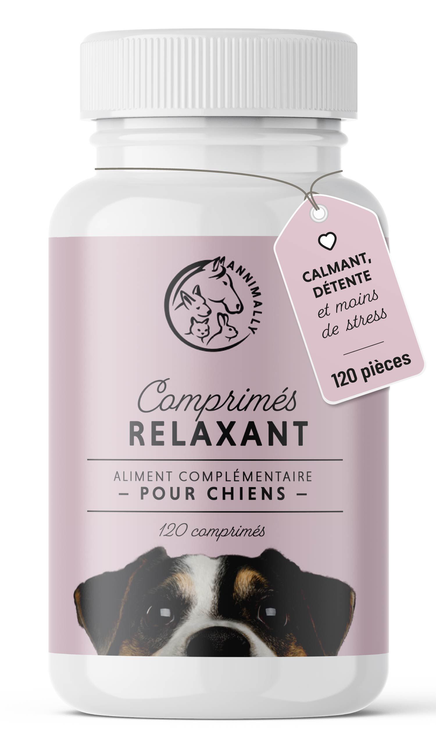 Chien doré sur la plage. Texte: Application simple. Recommandations de prise. Logo animalier.