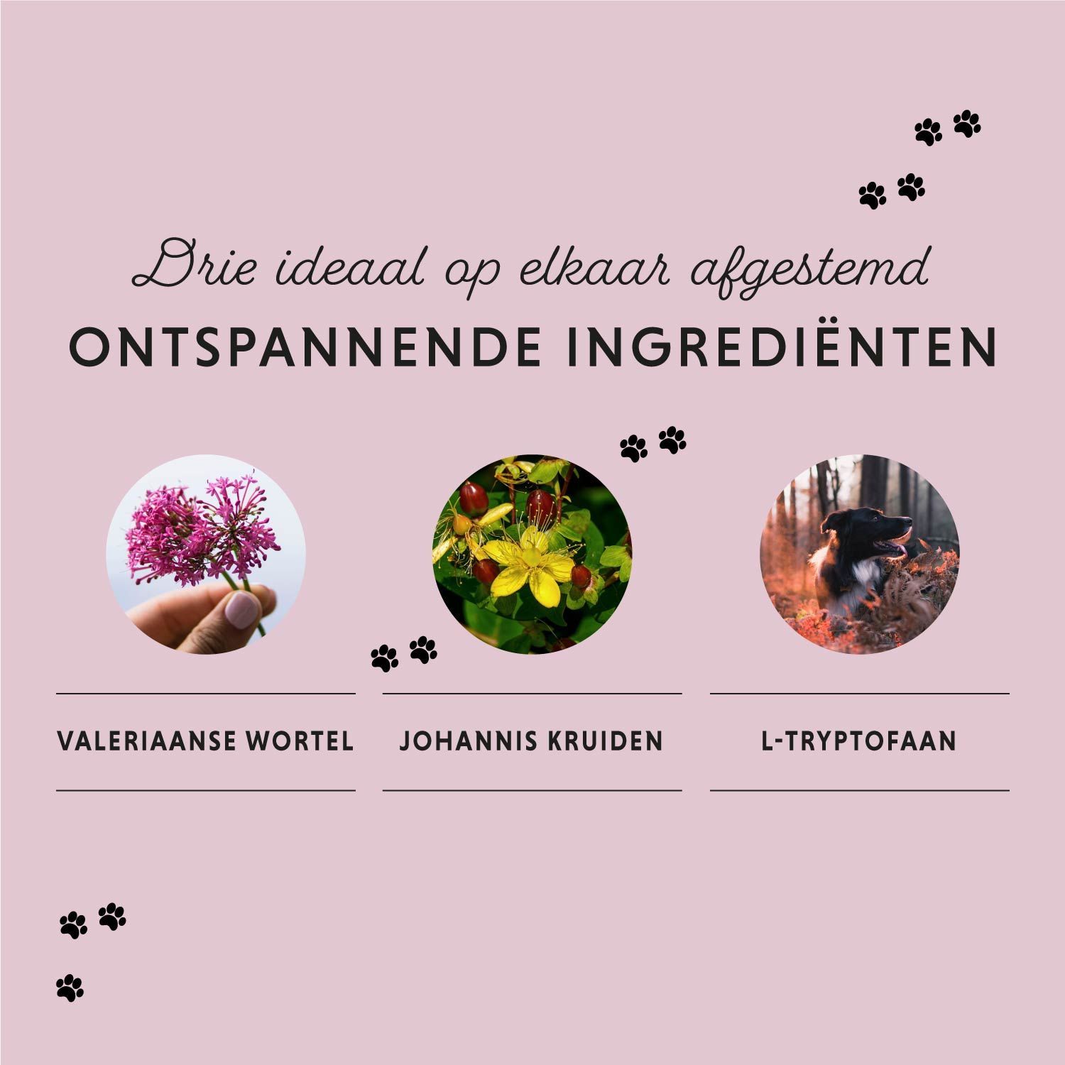 Hond op wit laken. Tekst: ... VOOR SERENITEIT, BALANS EN ONTSPANNING. Dierenlogo.