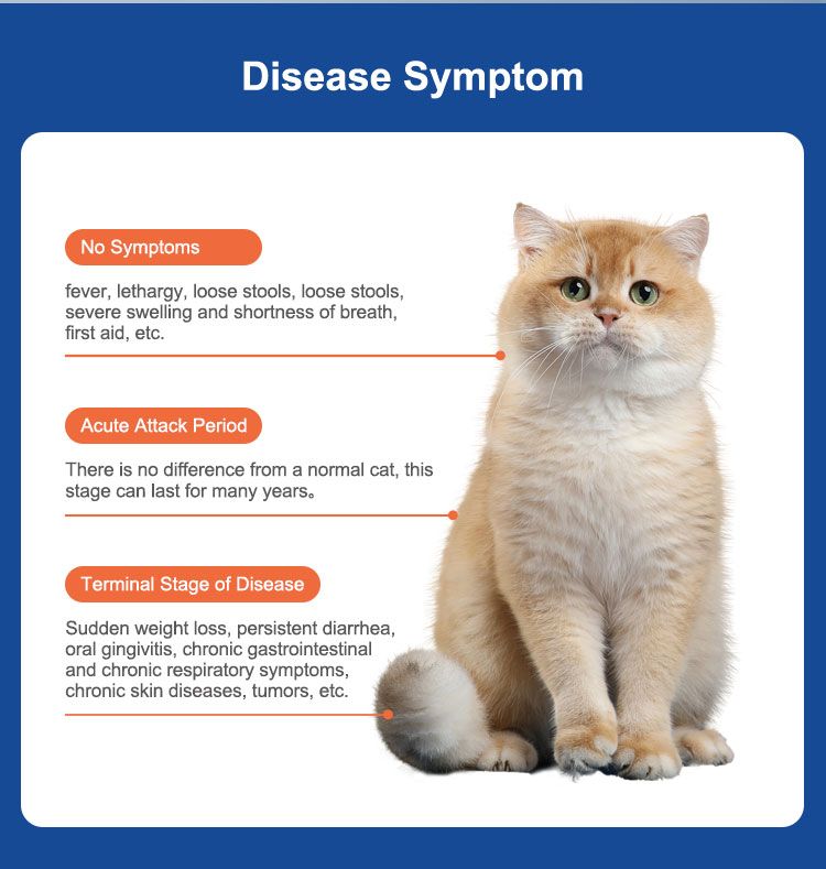 Graphique avec un chat et les symptômes de la maladie. Le graphique montre les symptômes à différents stades.