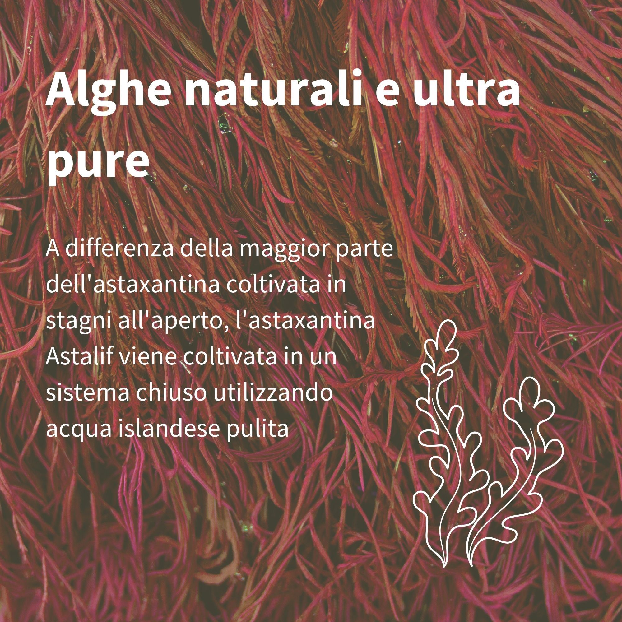 Close-up van rode algen, de bron van astaxanthine, met tekst over natuurlijke en pure algen.