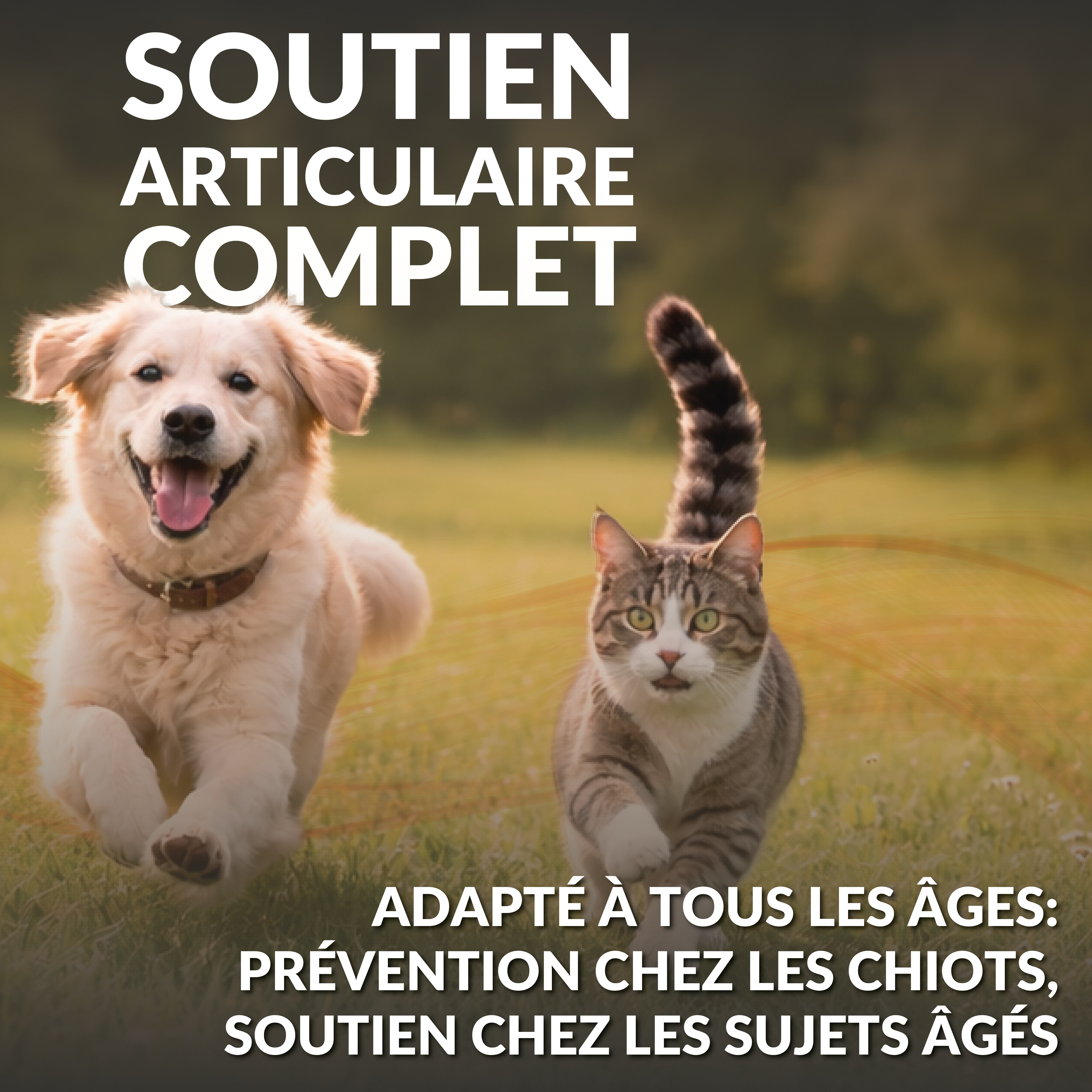 LA.GA© Artipet Gewrichtssupplement Hond/Kat, Glucosamine & MSM, Gemaakt in Italië.