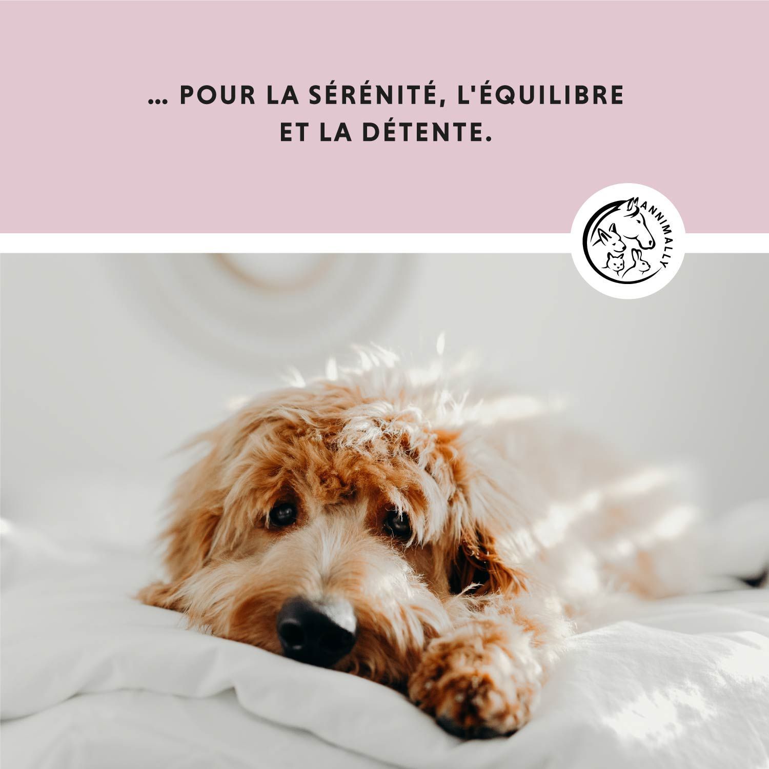 Fond rose avec texte. Logo animalier. Texte: Comp. RELAJANTES - POUR CHIENS - Fabriqué en Allemagne!
