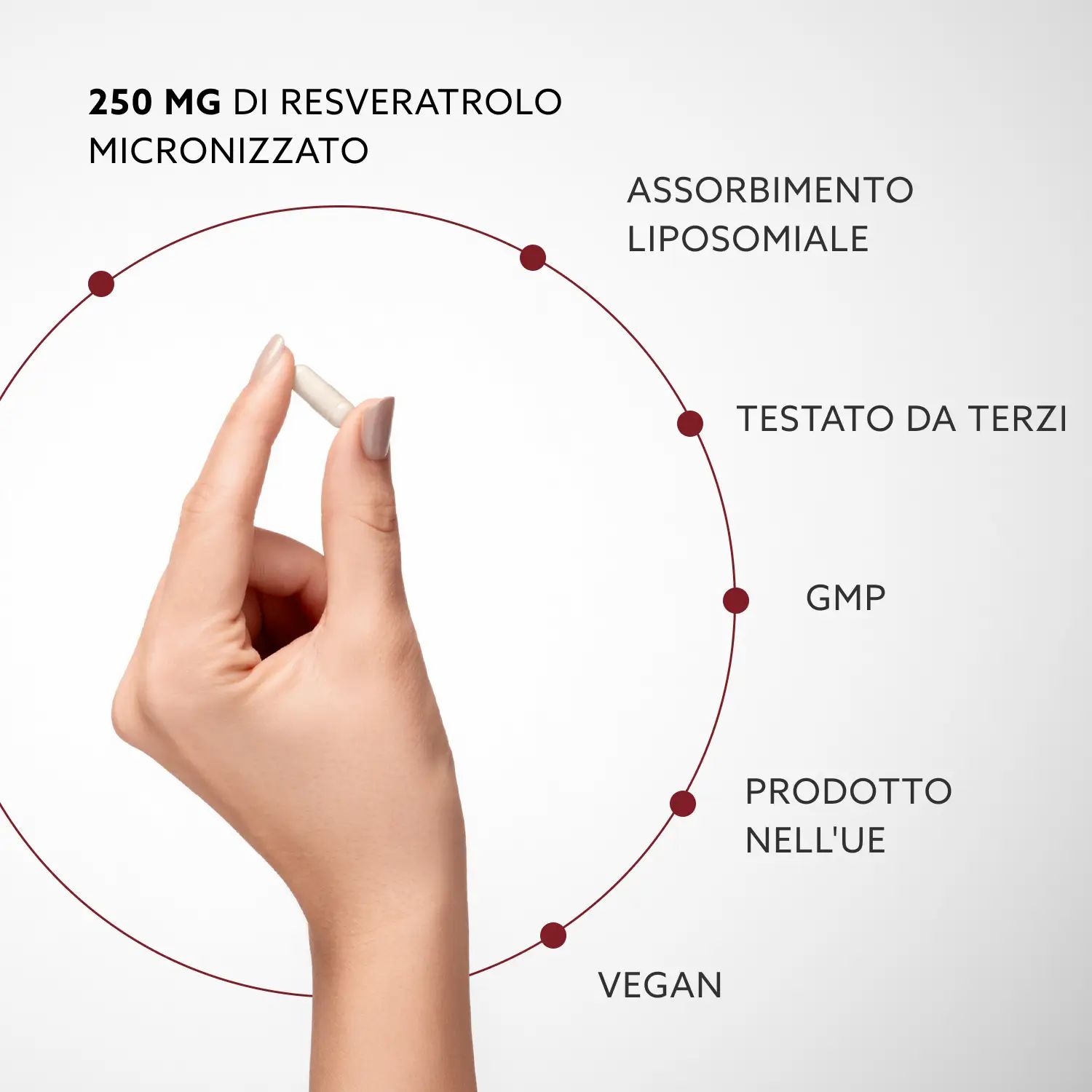 Hand met capsule. Tekst: 250 mg micronized trans-resveratrol, liposomale absorptie, veganistisch.