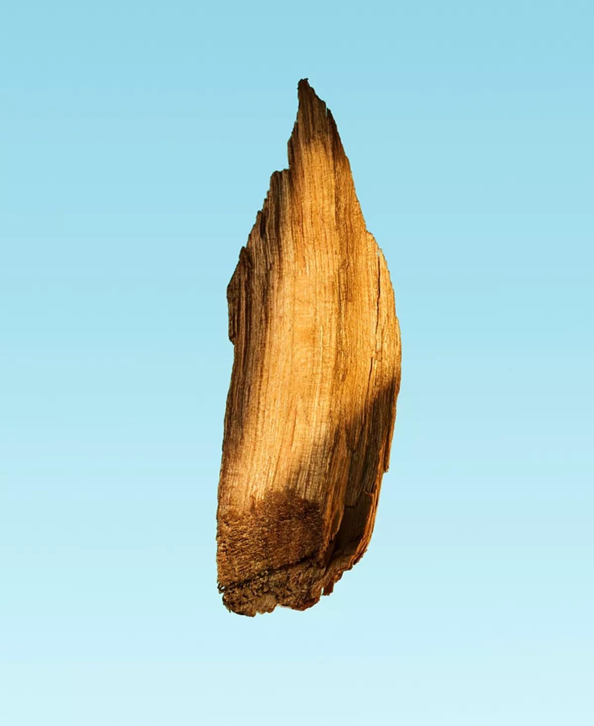 Morceau de bois de forme irrégulière. Couleur marron, texture visible. Sur fond bleu.