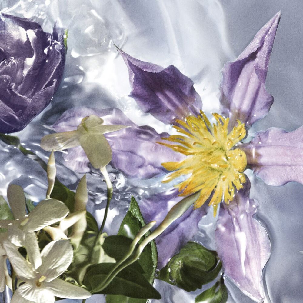 Gros plan de fleurs sous l'eau. Fleurs violettes et blanches, feuilles vertes. Eau avec bulles.