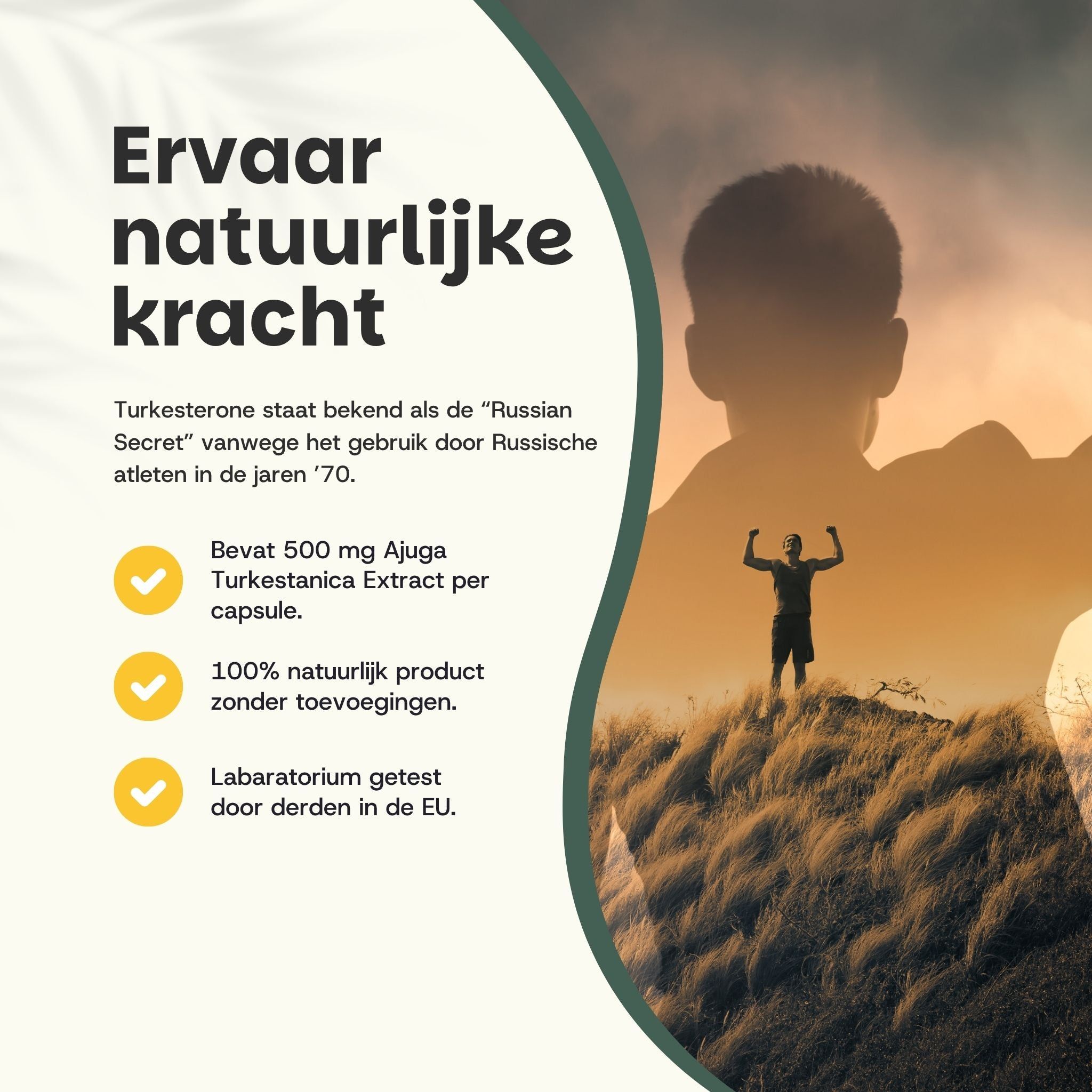 Afbeelding met tekst. Bevat 500 mg Ajuga Turkestanica-extract per capsule. 100% natuurlijk product. Getest in de EU.