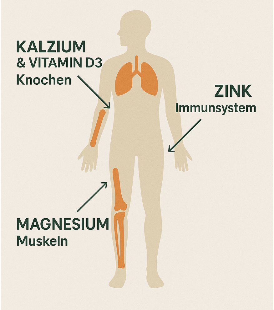 Herbal Therapy Calcium+Magnésium+Zinc+Vitamine D3