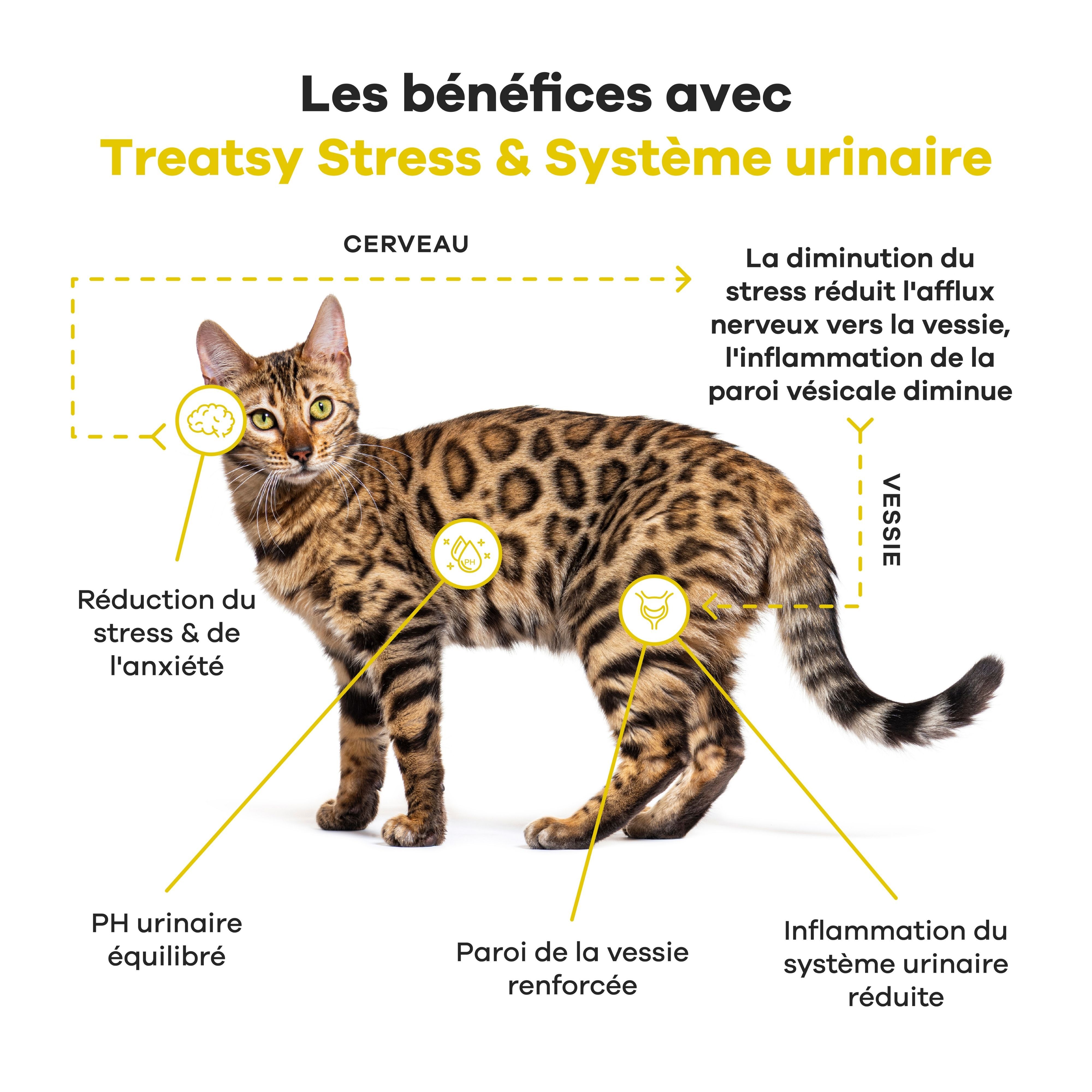 Treatsy Complément Alimentaire – Stress & Système Urinaire pour Chat