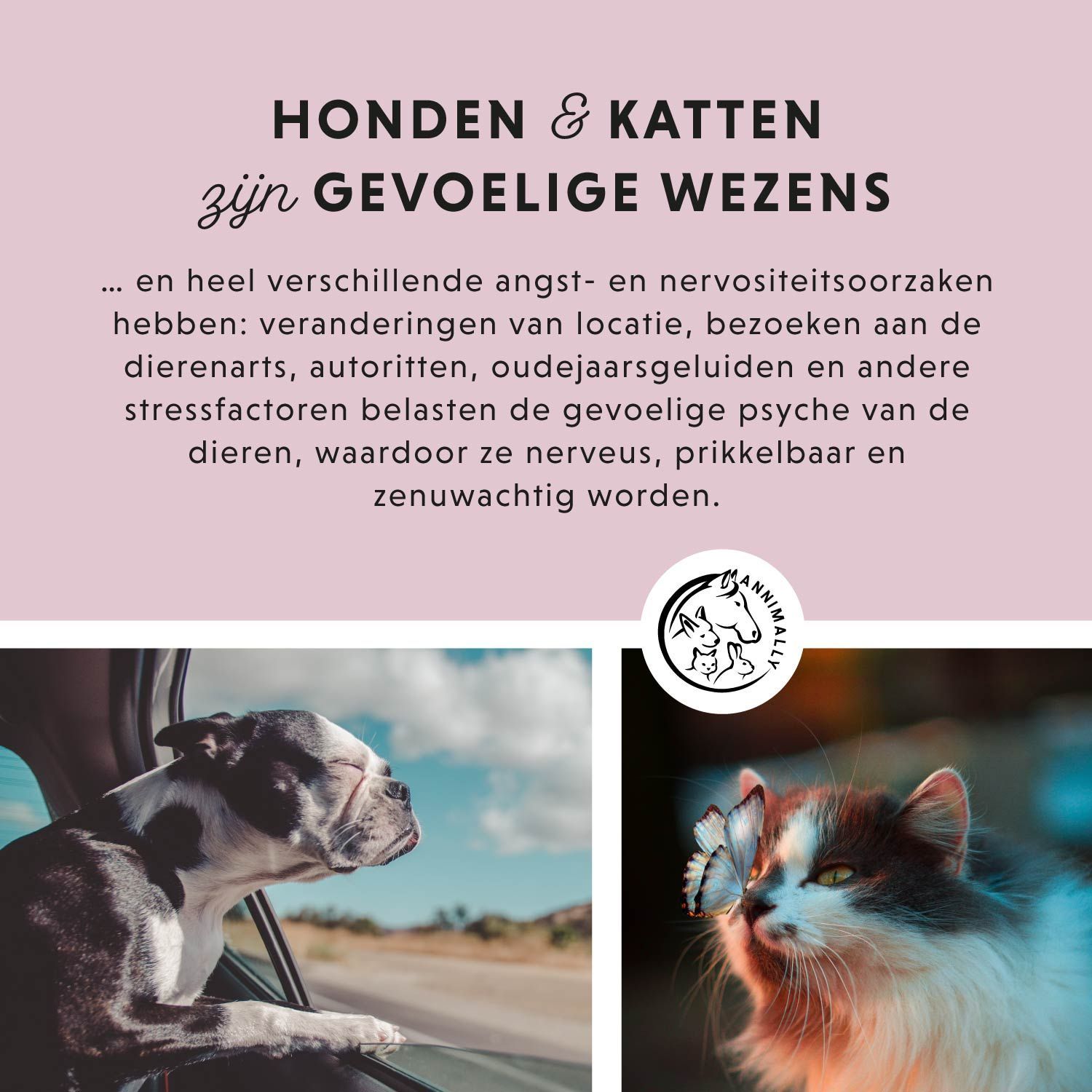 Roze achtergrond met tekst. Afgebeeld: hond, kat. Tekst: Honden & katten zijn gevoelige wezens. Tekst over oorzaken.
