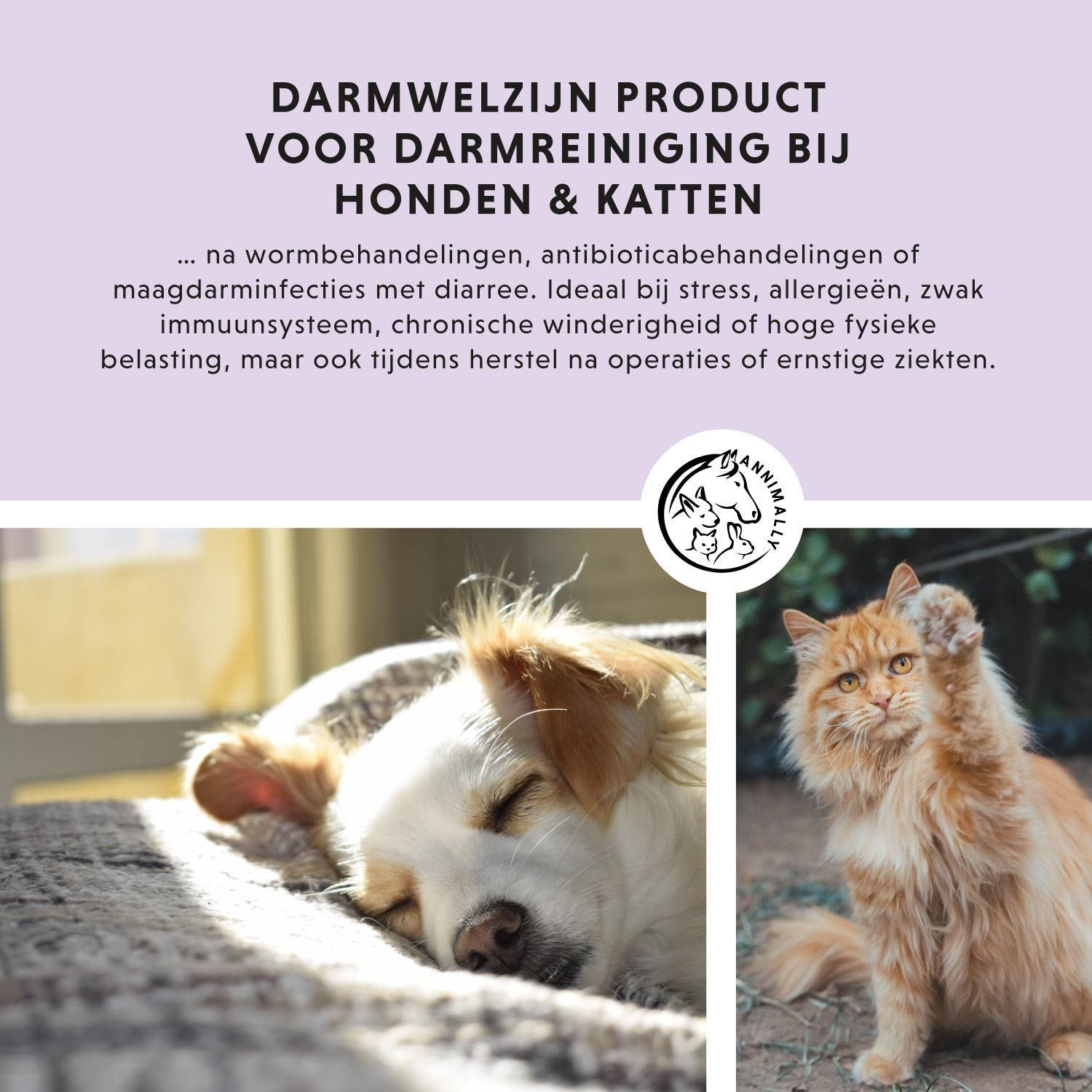 Tekst met logo. Tekst: Darmwelzijn product voor darmreiniging bij honden & katten. Hond en kat.