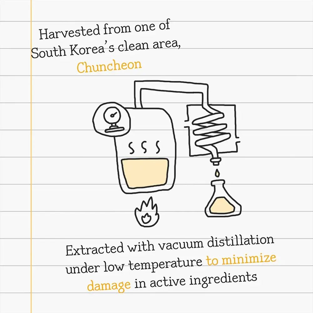 Handgetekende illustratie van een destillatie-installatie. Tekst: Geëxtraheerd met vacuümdestillatie bij lage temperatuur om schade aan actieve ingrediënten te minimaliseren.