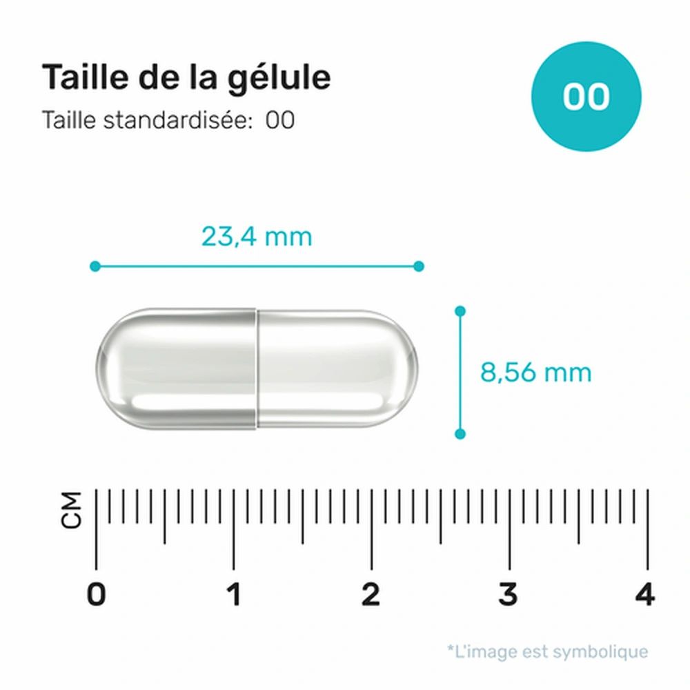 Taille de la gélule avec dimensions : 23,4 mm x 8,56 mm. Taille standardisée : 00. Échelle en cm.