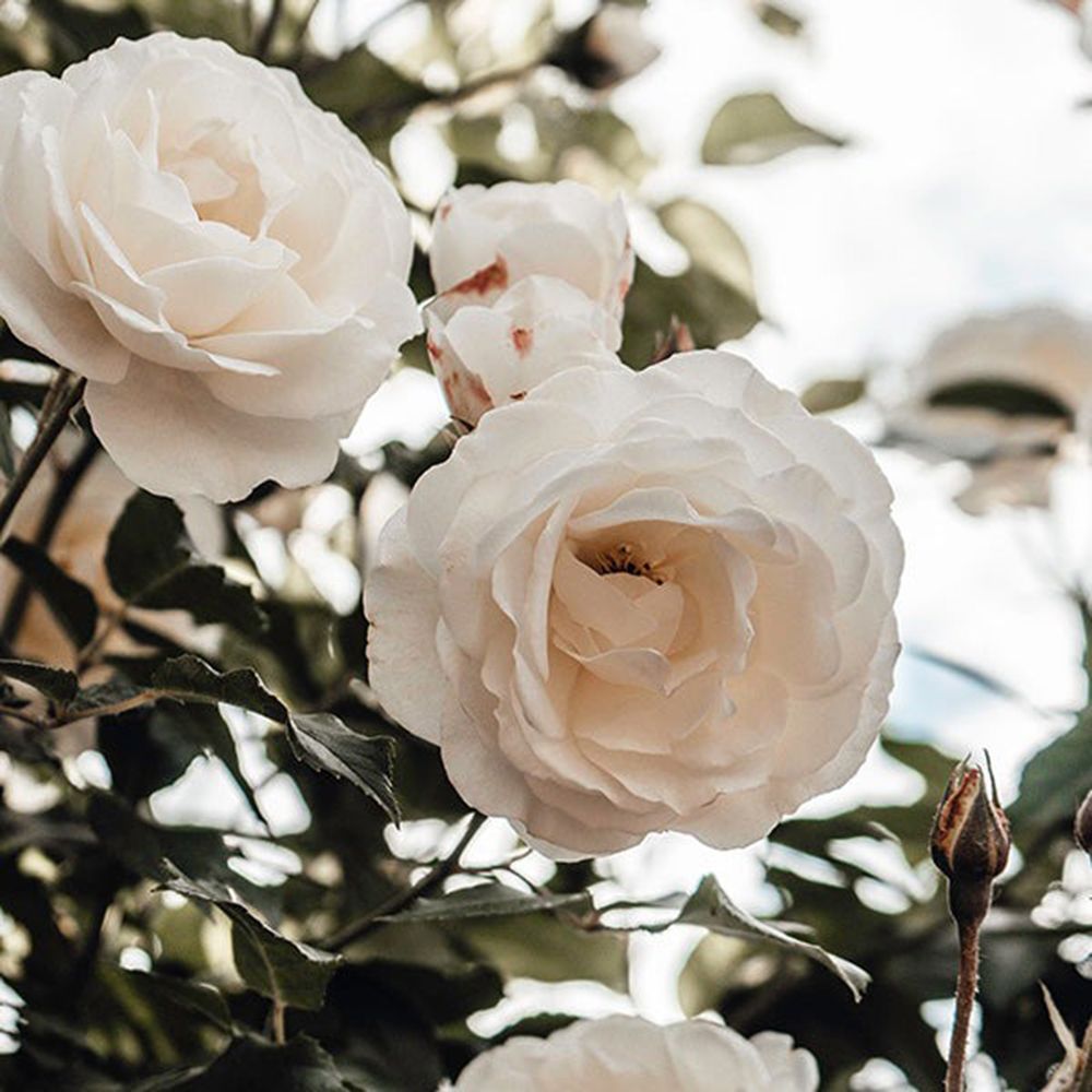 Close-up van witte rozenbloemen. Meerdere bloemblaadjes, enkele knoppen en groen blad. Natuurlijke achtergrond.