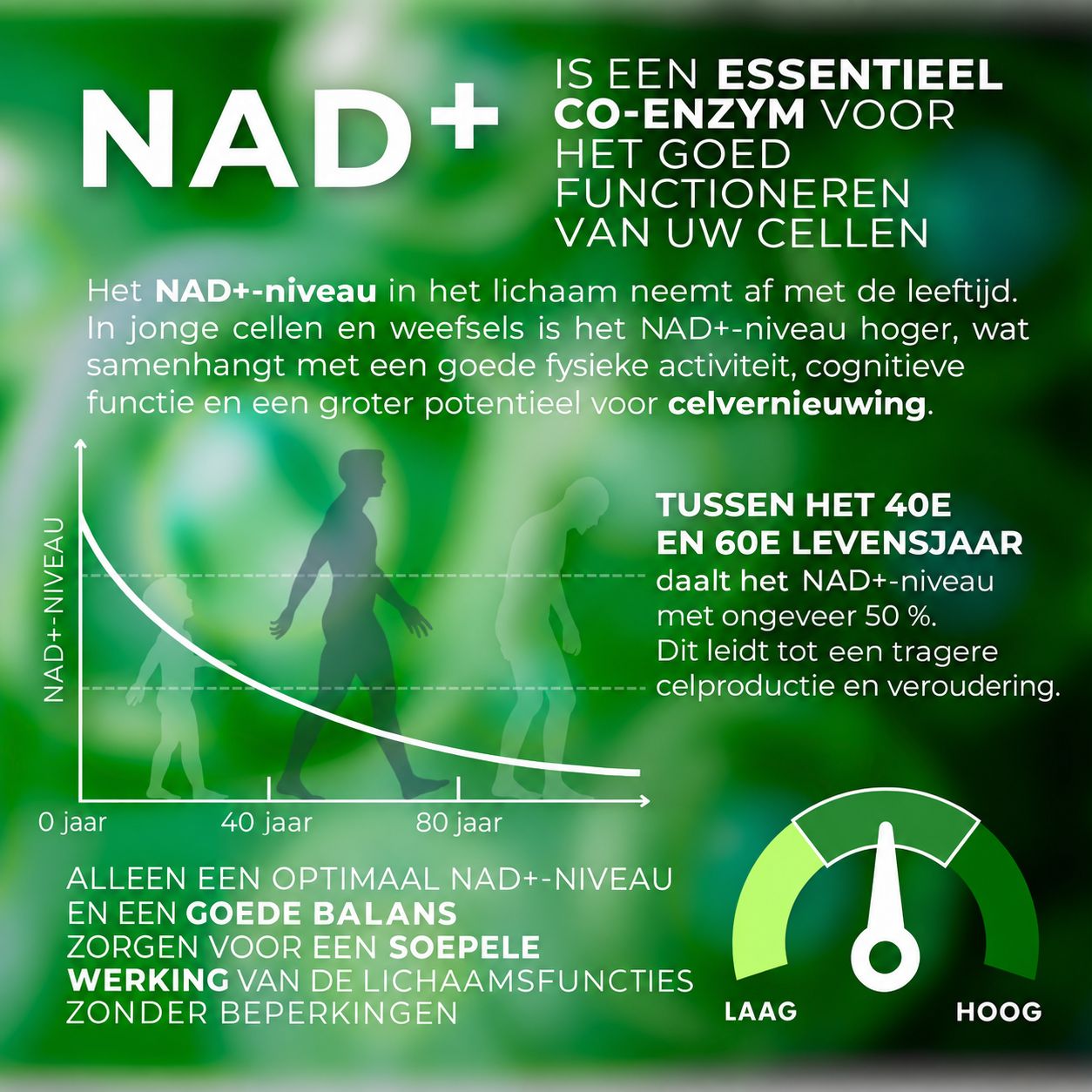 Grafiek met curve die NAD+-afname toont. Tekst over NAD+ en cellen.